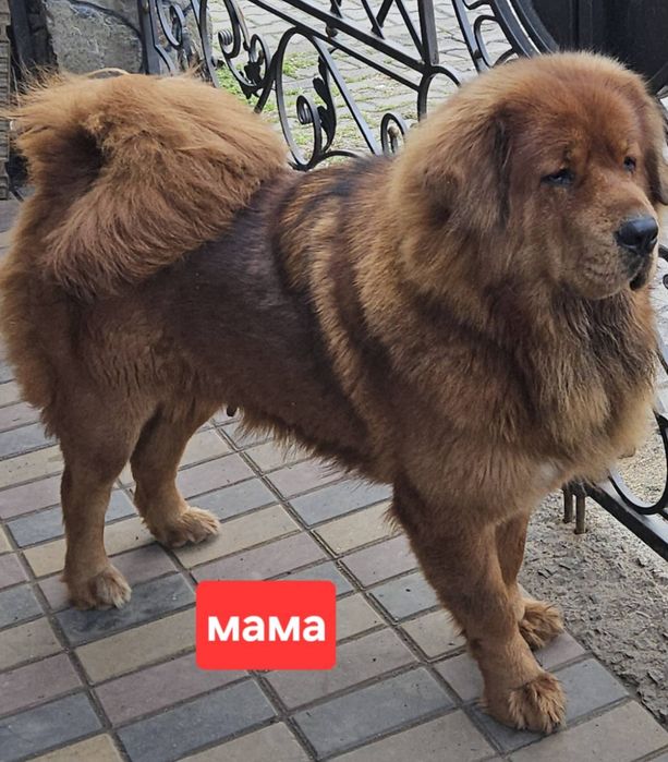 Тибетський мастиф