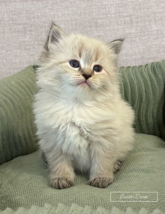 Espresso - kocurek Neva Masquerade (Lavender Dreams*PL)