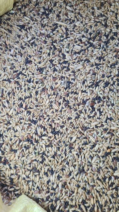 Mieszanka dla papug falistych, małych, kanarków i innych