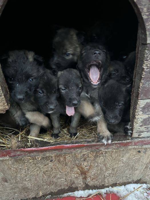 Owczarek belgijski z rodowodem