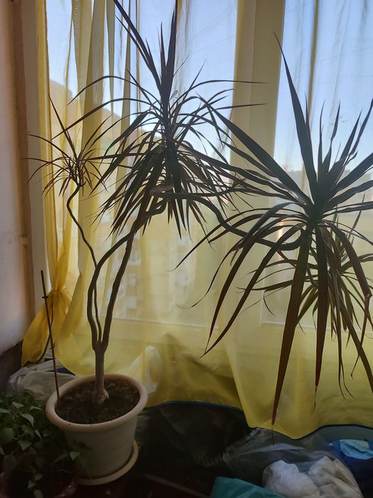 Продам комнатные растения