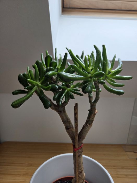 Formowana Crassula ovala odm. Hobbit