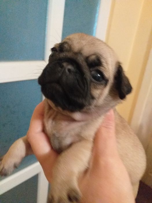 Неймовірні цуценята