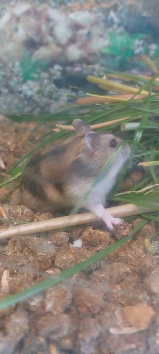 Хом'як дужунгарскій