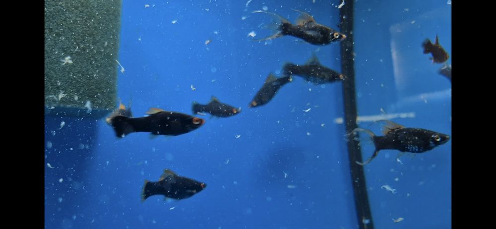 Mieczyk czarny widlak delta krajowy W-wa od Tapajos.eu