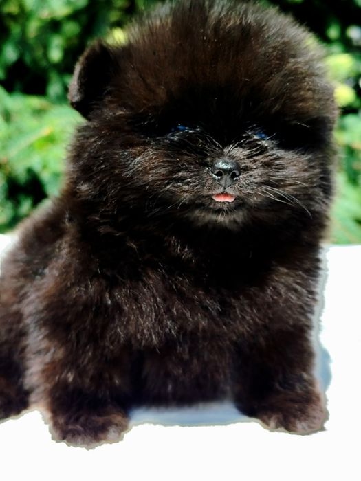 Шикарний чорний ведмедик