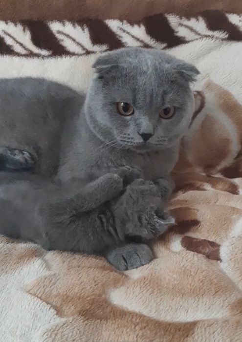 Продаються кошенята