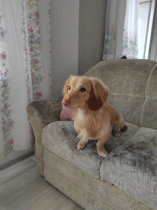 ВЯЗКА кобель таксы длинношерстной кремовый окрас