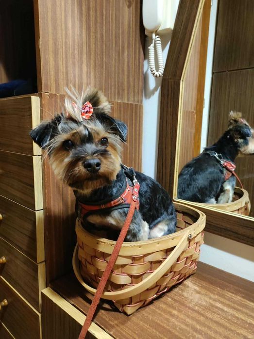 yorkshire terrier - suczka - oddam za darmo w dobre rece
