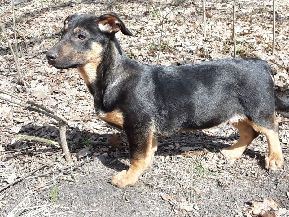 Віддамо в добрі руки цуценят віком 4 місяці, метис "такса - кабанчик".