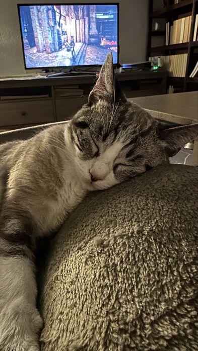 Gato para adocao responsável
