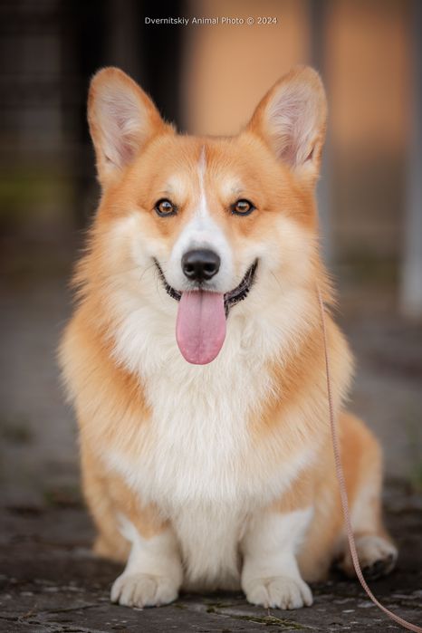 Кобель Вельш коргі пемброк, вʼязка