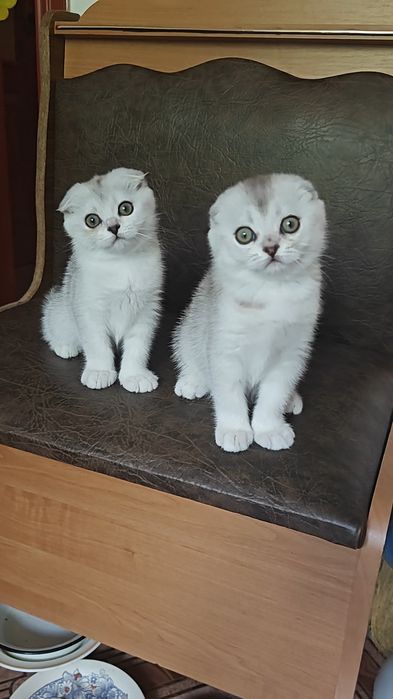 Вислоухие девочка и мальчик