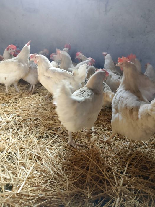 Кури несучки річні Легорн та Ломан Браун