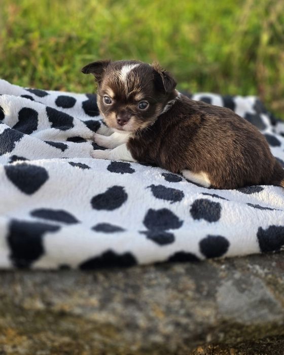 Maravilhosos! Chihuahua Pêlo Comprido