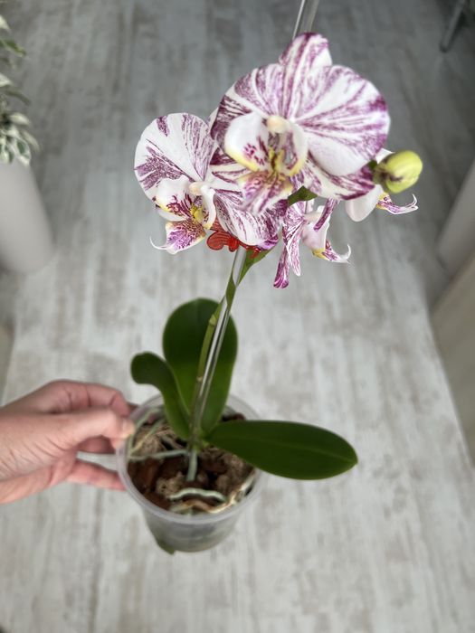 Продам орхідею Milky Way