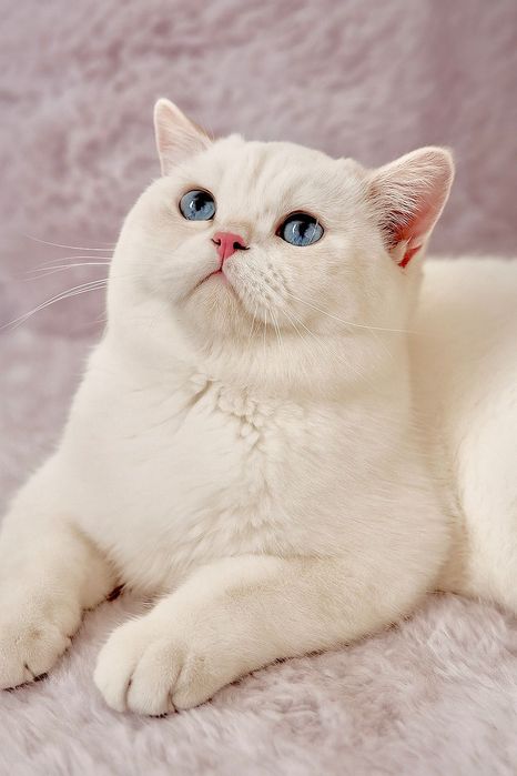British shorthair