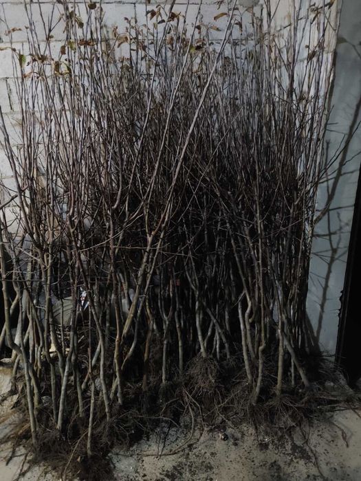 Саджанці плодових дерев ОПТ | Саженцы плодовых деревьев | Розплідник