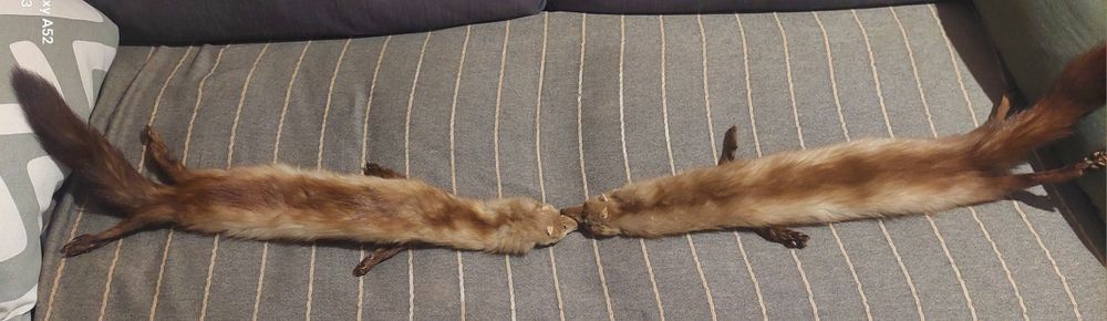 Várias estolas de pele verdadeira, raposa, marta e vison