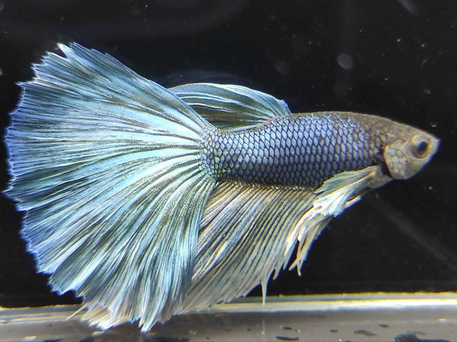 Петушки, півники, акваріумні рибки