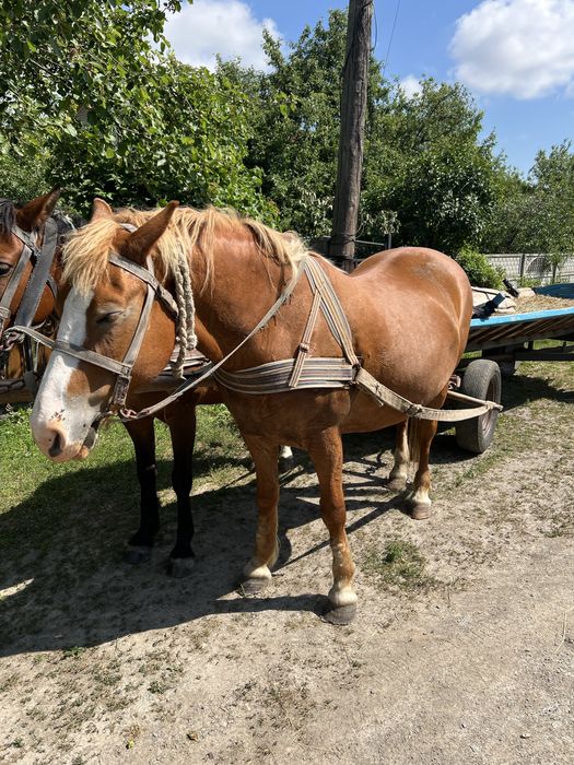 Продам молоду кобилу
