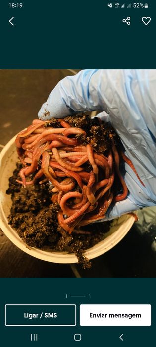 Minhocas Californianas (Eisenia fetida)