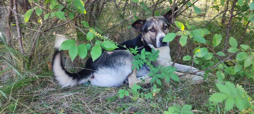 Прилаштовую собаку в добрі руки! Молодий кобель, десь до 2 років, ГАРНИЙ ОХОРОНЕЦЬ, ДОБРИЙ