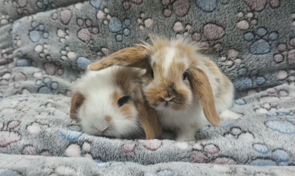 Króliczek Baranek Mini Lop samiczka.