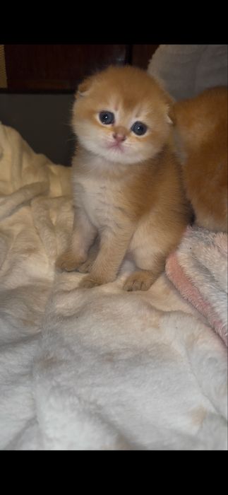 Кошенята шотландської золотої шиншили