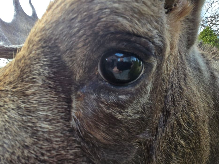 Medalion Łosia kamczackiego