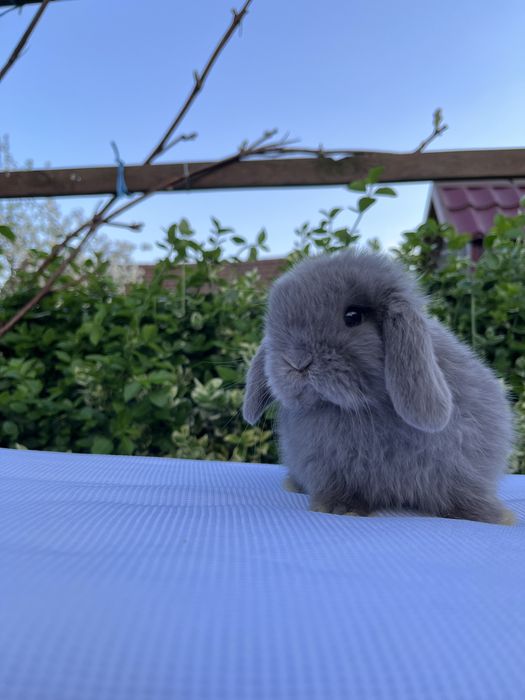 Дівчинка NHD.Карликові баранчики,кролики