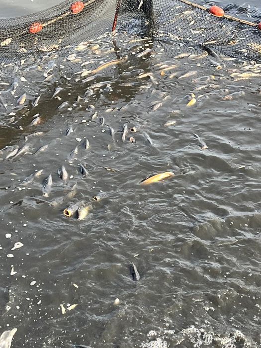 Lin hodowlany / do zarybienia