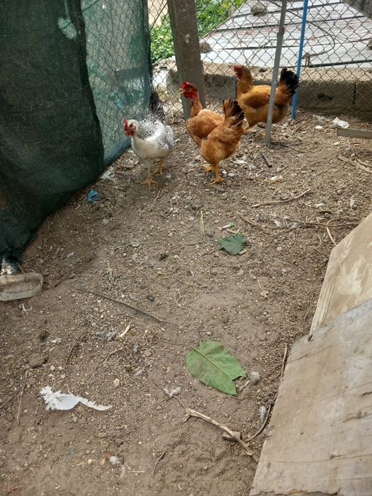 Galos e galinhas caseiros