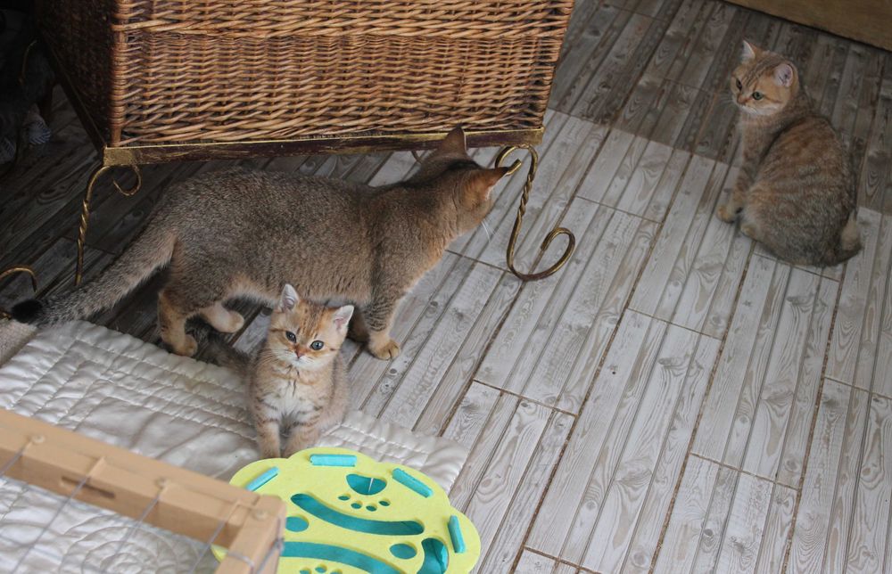 Котик Оскар Шотдандець Золота шиншилла