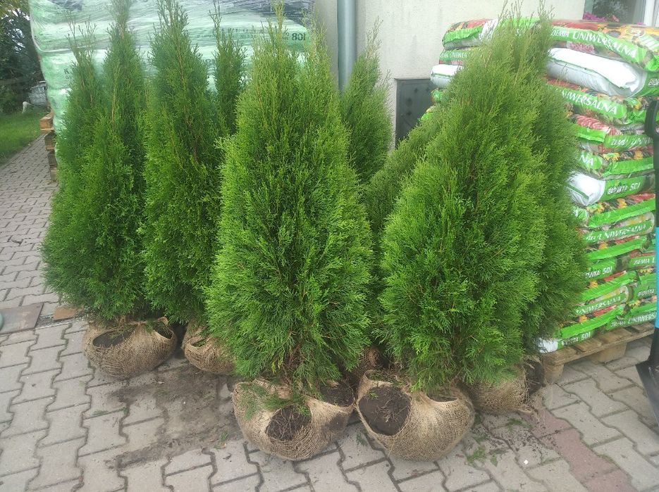 Thuje tuje Szmaragd kurnik brabant Bonsai transport