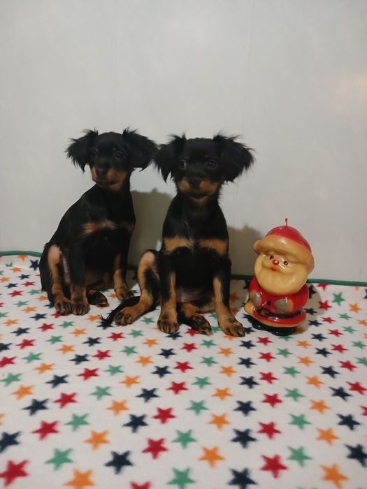 Милашки 2 сестрички тойчики.