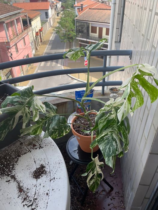 Monstera deliciosa variegata