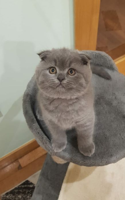 Scottish fold macho