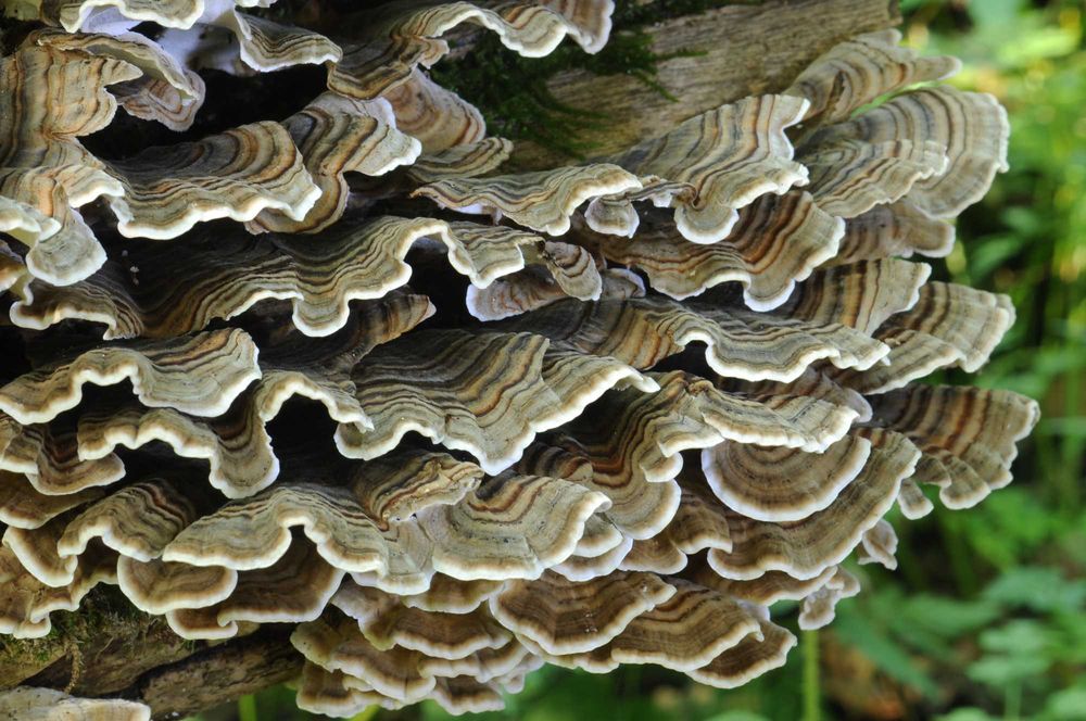 Wrośniak różnobarwny [turkey tail, coriolous] - Trametes versicolor