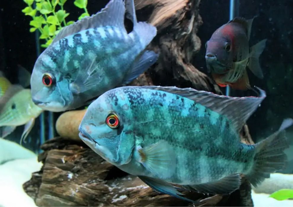 Hoplarchus psittacus “ papagaio verdadeiro “
