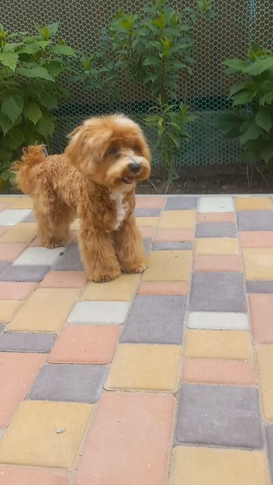 Такий вже гарний