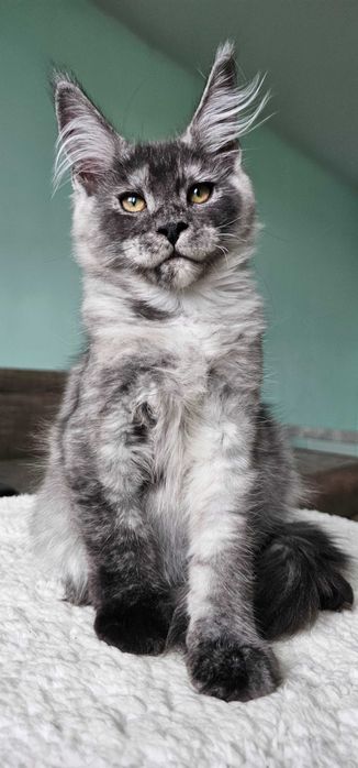 Хлопчик породи Мейн кун