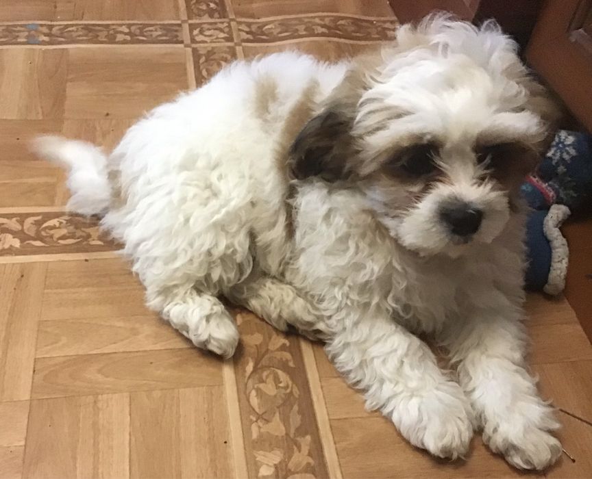 Акция)))Щенки ши-пу, 2 мальчика