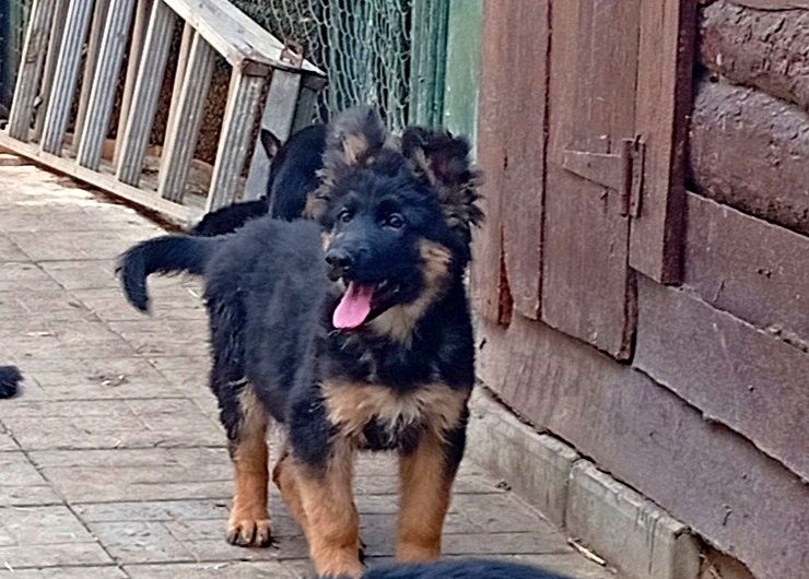 Щенки стандарт и длинники с родословной