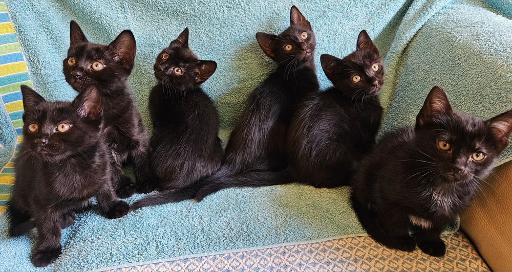Gatinhos bébes para doação