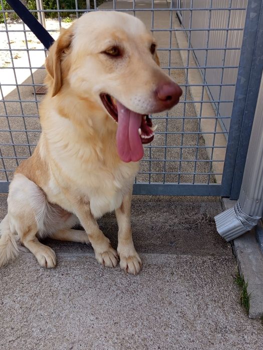 Cadelinha para adopção responsável