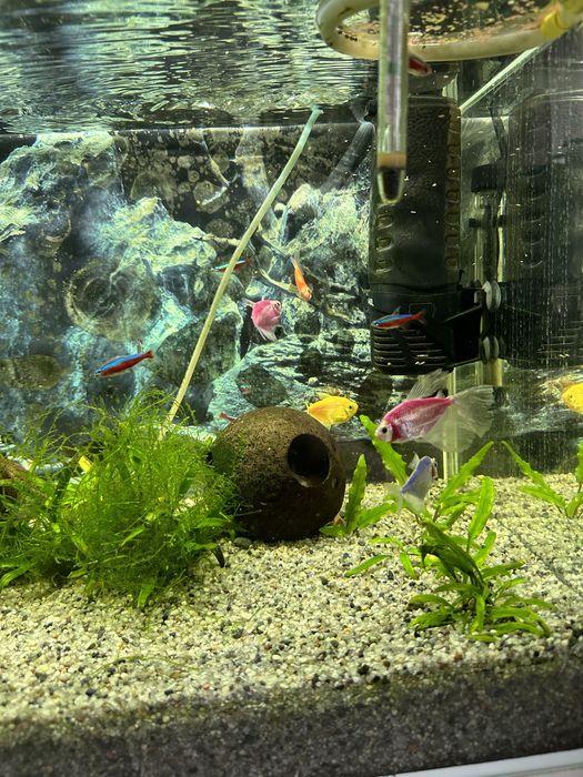 Akwarium 120 l z życiem i osprzętem