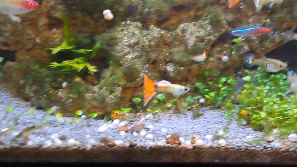 Dou guppys macho gen 2026