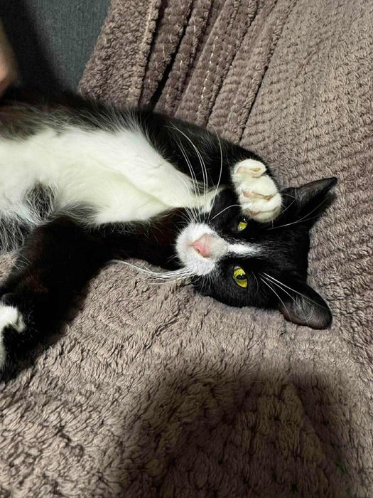 Wpatrzony w czlowieka Pandus czeka na dom