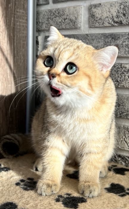 Британские котята кошка кіт кошеня кішечка золота шиншила британські